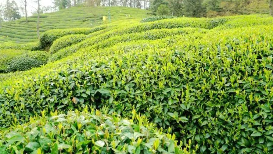 上海帝芙特茶城_上海帝芙特国际茶业市场经营管理有限公司_上海帝芙特国际茶文化广场