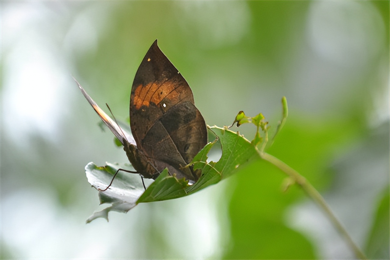 枯叶蝶颜色纹理特征_枯叶蝶伪装技巧_枯叶蝴蝶阅读练习及答案