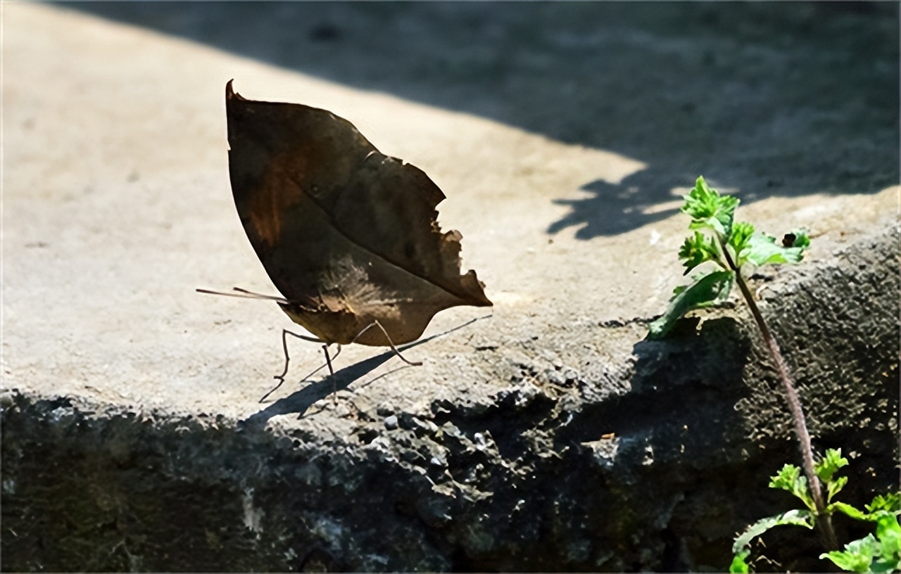 枯叶蝶伪装技巧_枯叶蝶颜色纹理特征_枯叶蝴蝶阅读练习及答案