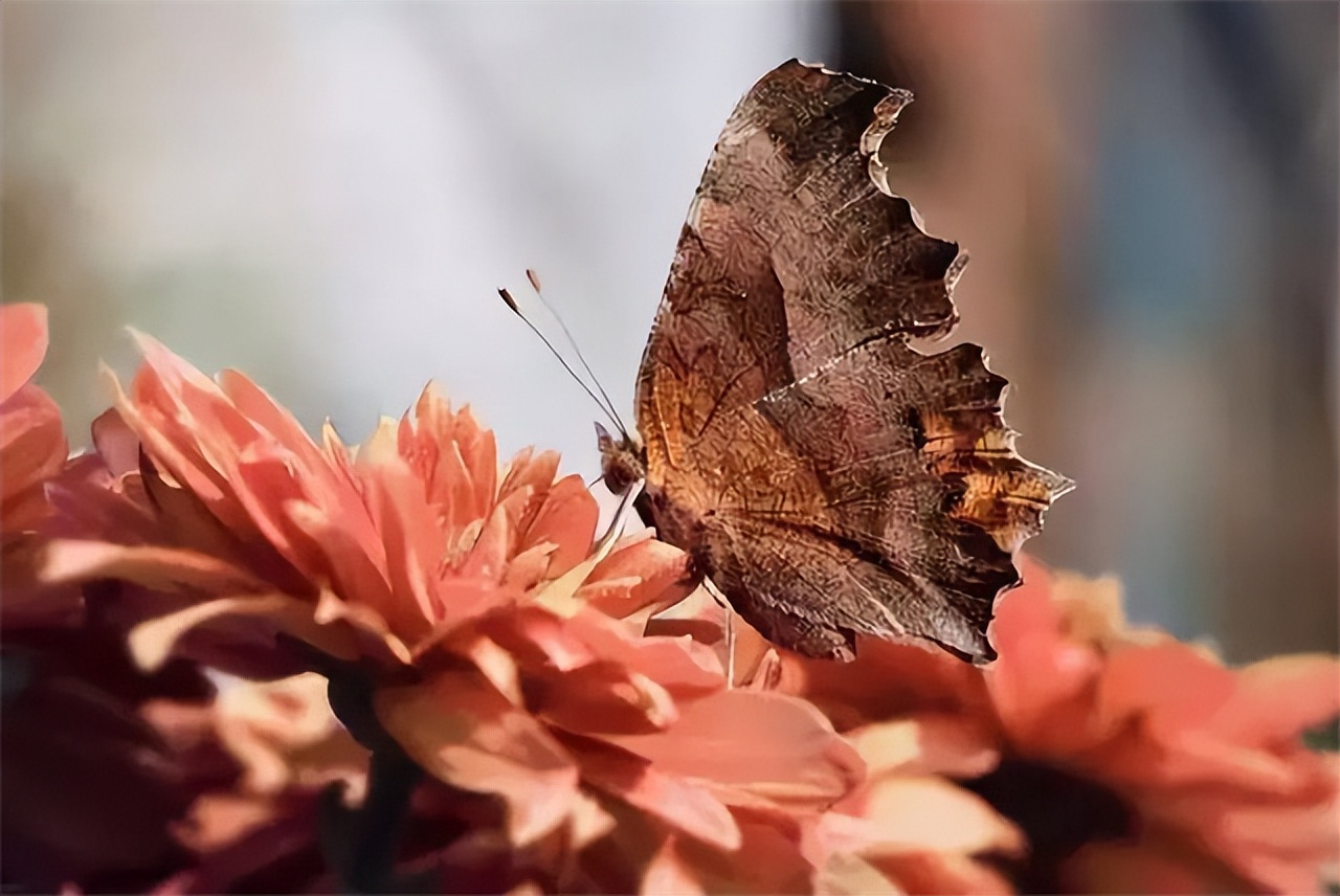 枯叶蝴蝶阅读练习及答案_枯叶蝶伪装技巧_枯叶蝶颜色纹理特征