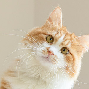 予以矿工的情况说明怎么写_工伤备案情况说明格式_公司拖欠工资劳动局情况说明怎么写