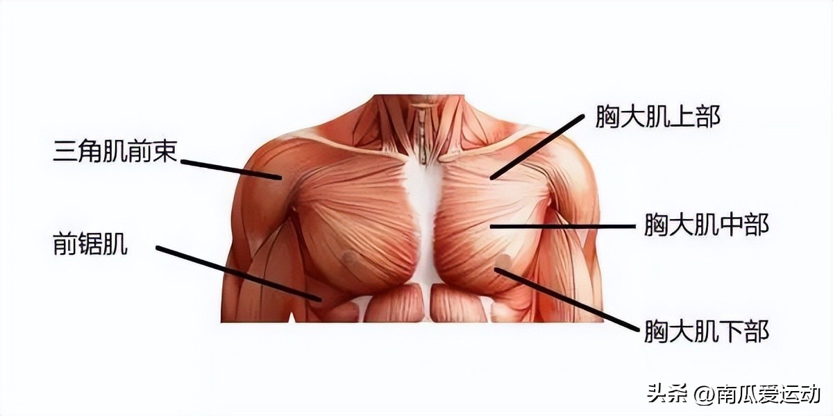 高效胸肌打造动作_综合训练器 胸肌_胸肌训练动作