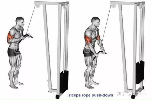 健身手套什么品牌好_健身入门词汇_健身解剖词汇