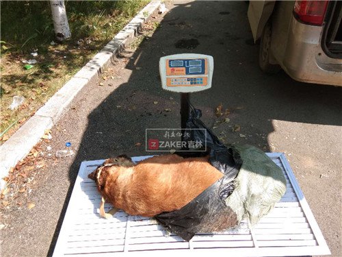 吉林市公安局丰满分局系列流窜盗窃犬类案件_嫌疑人姜某郭某毒狗套路_关于偷狗贼的新闻